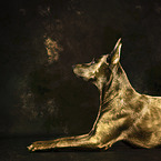 adult Malinois