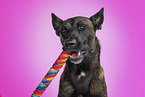 adult Malinois