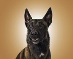 adult Malinois