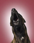 adult Malinois