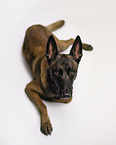 adult Malinois