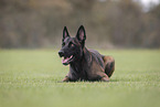 male Malinois