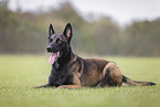 male Malinois