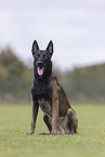 male Malinois