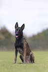 male Malinois