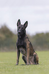 male Malinois