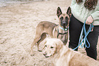 2 dogs