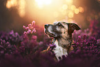 Malinois