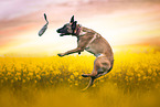 Malinois