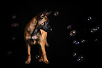 Malinois