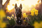 Malinois