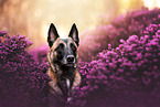 Malinois