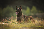 Malinois