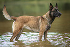 Malinois