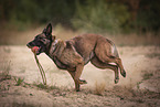 Malinois