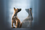 Malinois