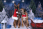 2 dogs