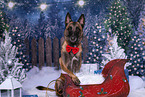 female Malinois