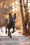 young Malinois