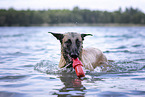 Malinois