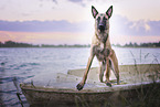 Malinois