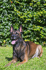 Malinois
