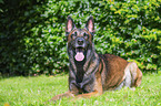 Malinois