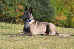 male Malinois