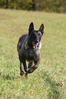 male Malinois