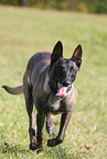male Malinois