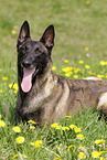male Malinois
