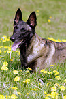 male Malinois