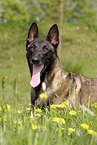 male Malinois