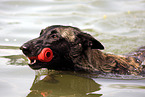 male Malinois