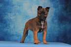 Malinois Puppy