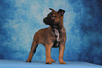 Malinois Puppy