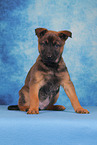 Malinois Puppy