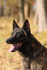 male Malinois
