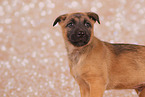 Malinois Puppy