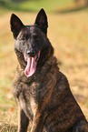 male Malinois