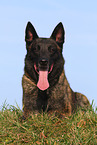 male Malinois