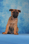 Malinois Puppy