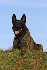 male Malinois