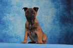 Malinois Puppy