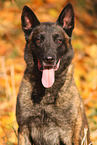 male Malinois