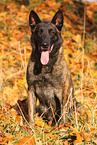 male Malinois