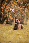 Malinois