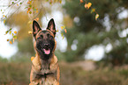 Malinois