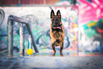 Malinois
