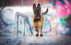 Malinois